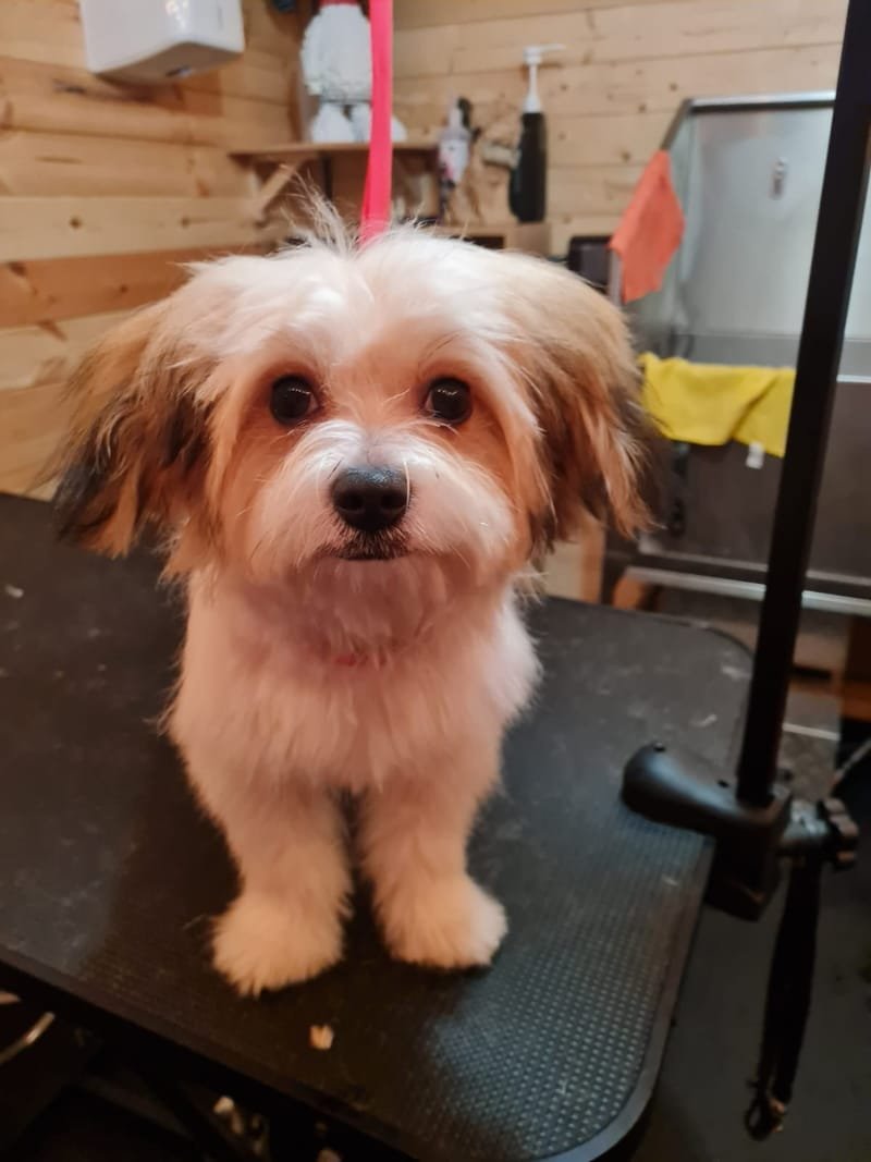 Groomed dog at Pawsome Pooches