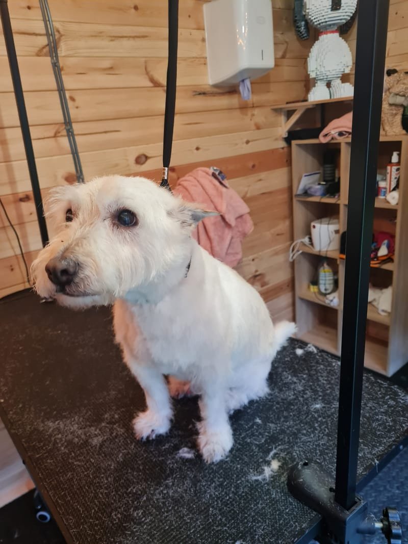 Groomed dog at Pawsome Pooches