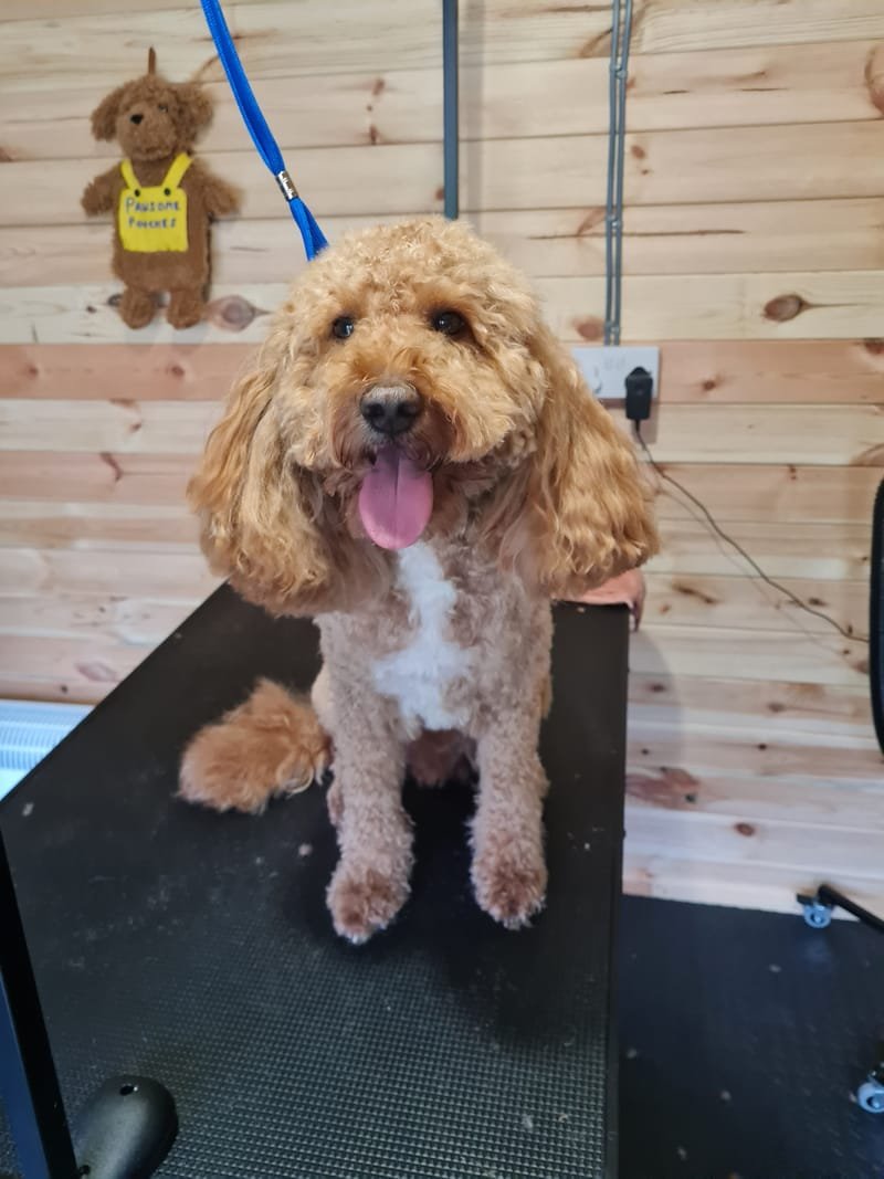 Groomed dog at Pawsome Pooches