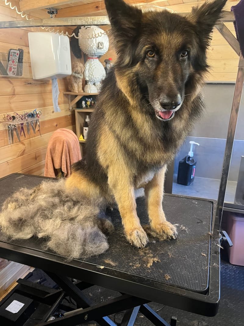 Freshly groomed dog at Pawsome Pooches