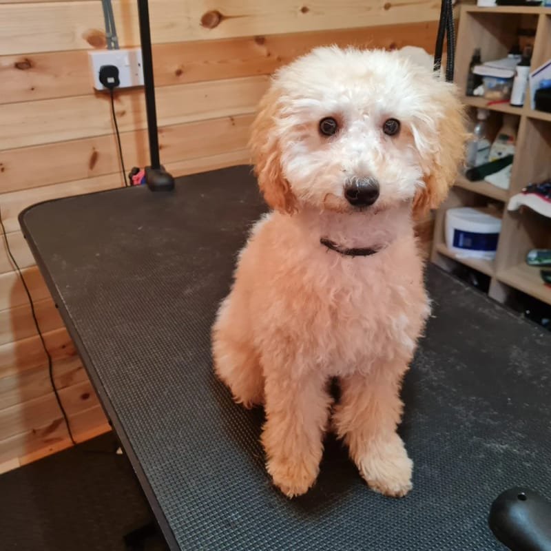 Groomed dog at Pawsome Pooches