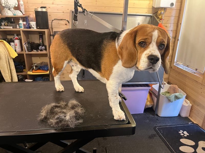 Groomed dog at Pawsome Pooches