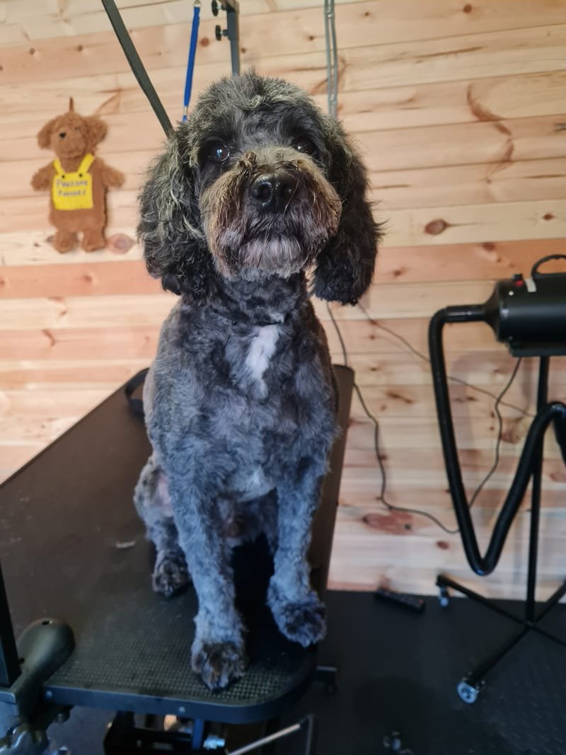 Groomed dog at Pawsome Pooches