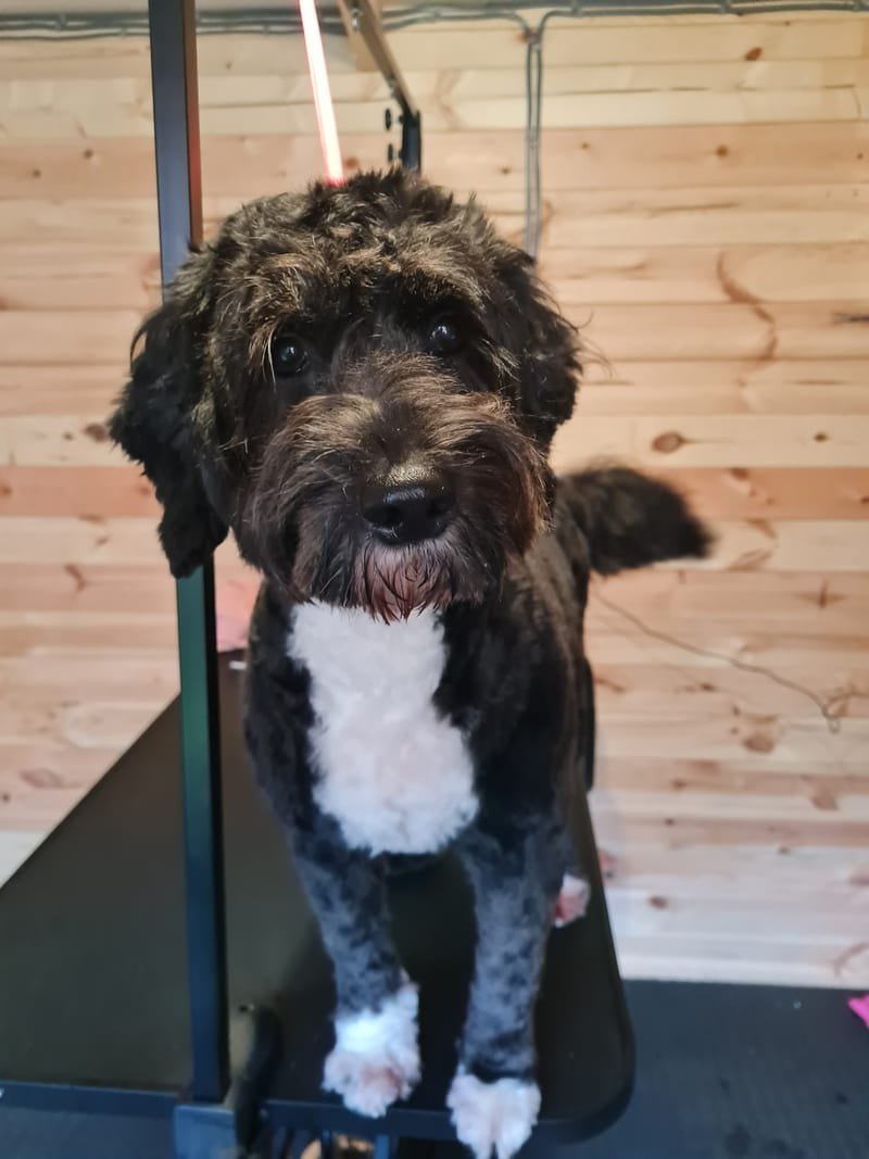Groomed dog at Pawsome Pooches