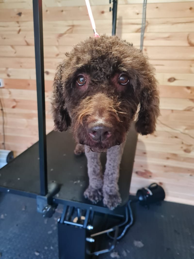 Groomed dog at Pawsome Pooches