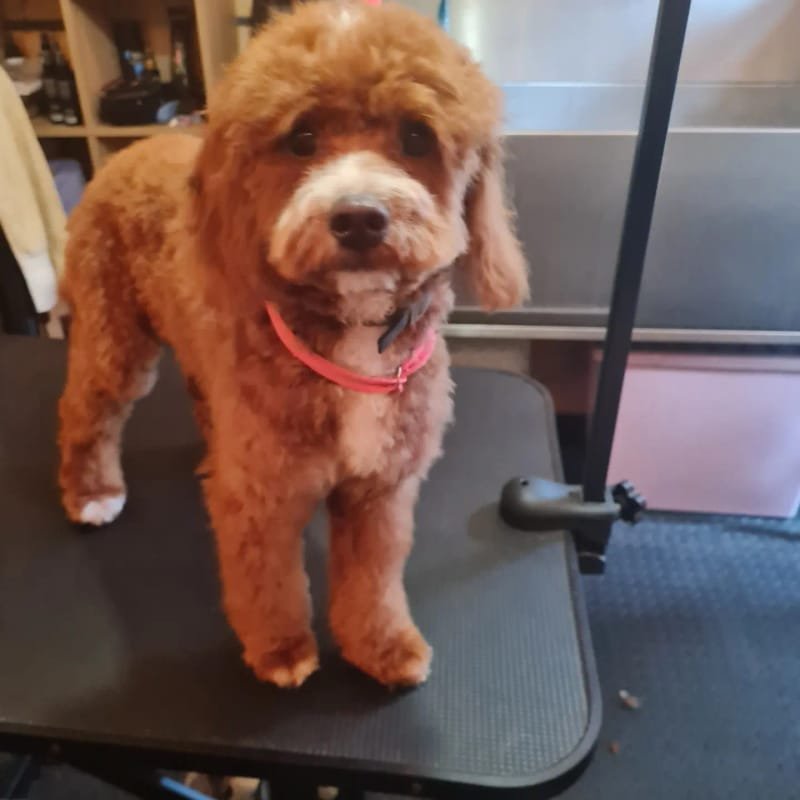 Groomed dog at Pawsome Pooches