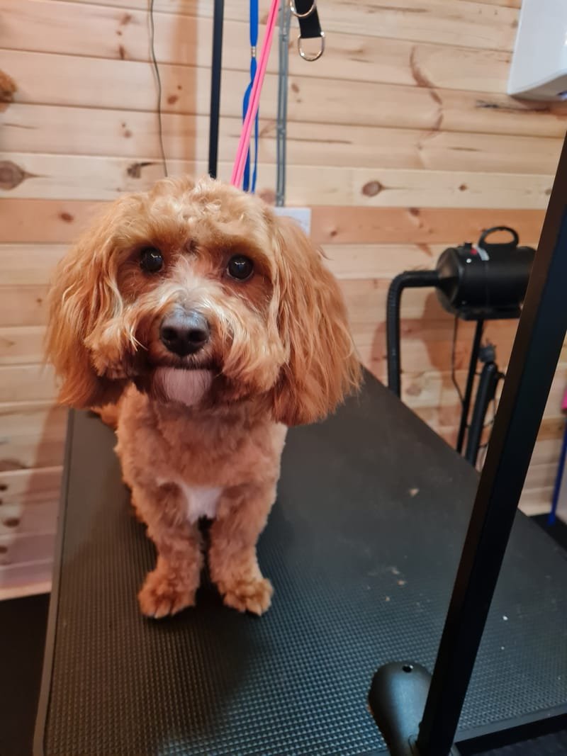 Groomed dog at Pawsome Pooches