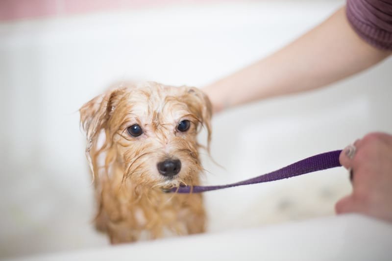 Dog being bathed and brushed