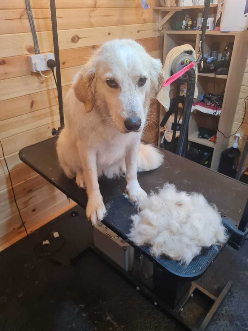 Deshedding a dog coat