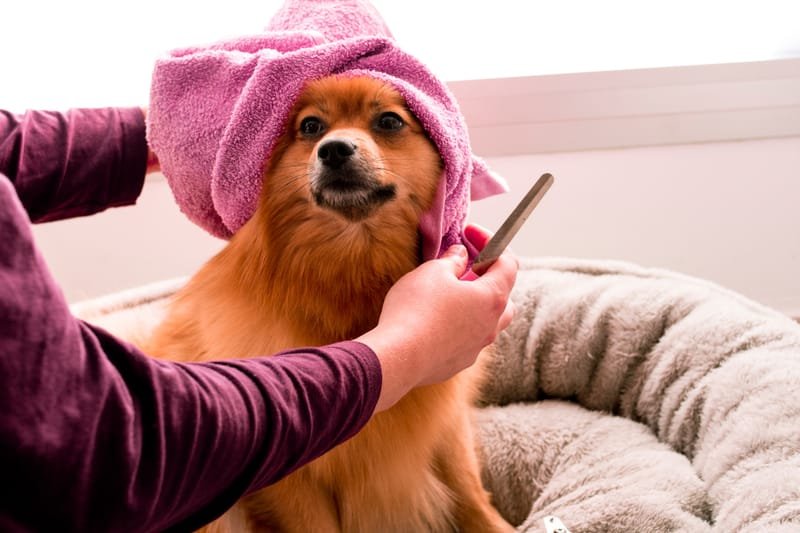 Dog receiving a full groom