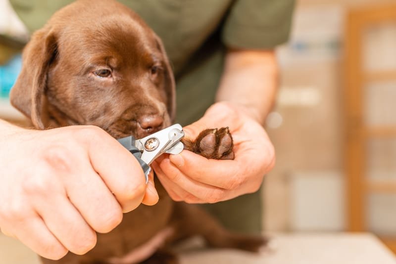 Dog nail clipping