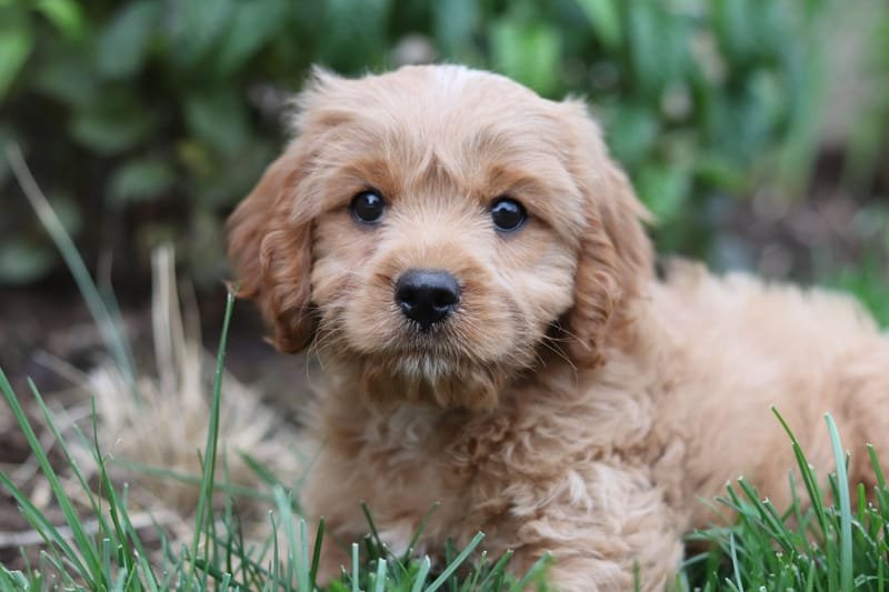 Puppy at the grooming salon